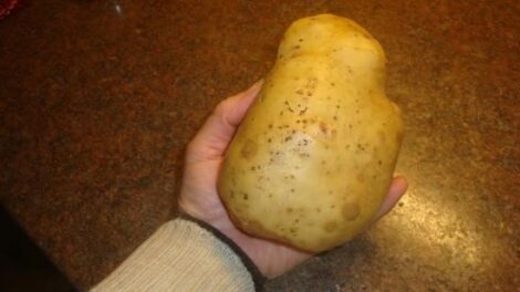 Potato-Hilling Method for Northern Gardeners Image